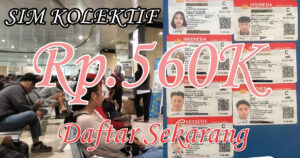 Kolektif SIM 560rb