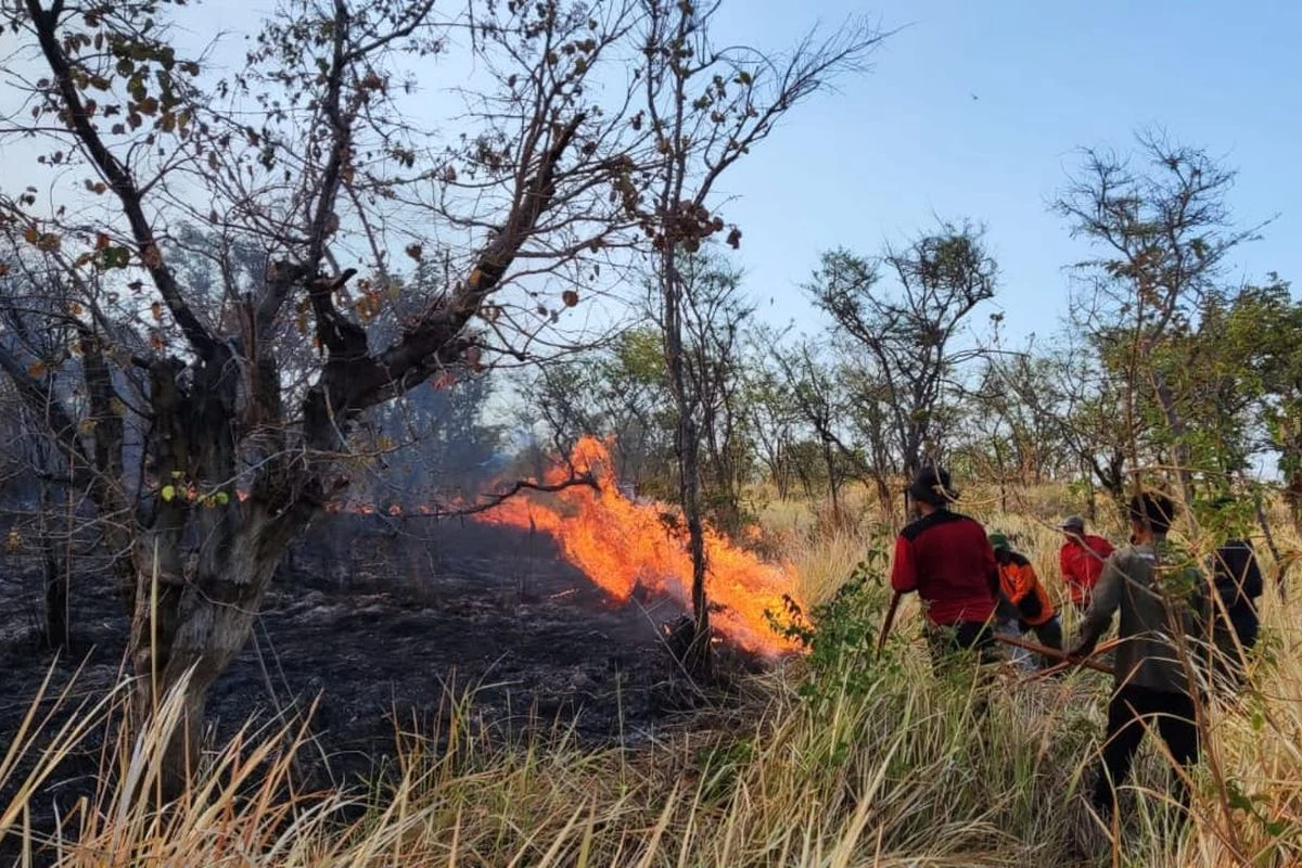 Api Melalap Savana Taman Nasional Tambora, Upaya Pemadaman Terus Diperkuat
