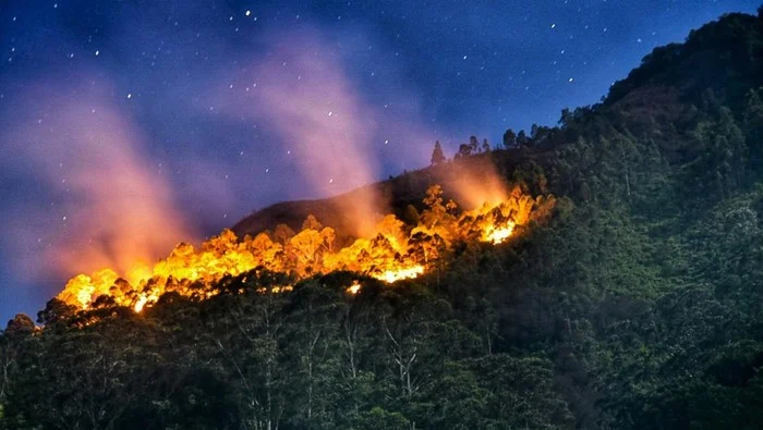 Api Merambat di Gunung Cendono: Lima Titik Panas Sulit Dipadamkan karena Medan Berat
