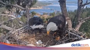 Elang Botak Jackie Selamat Setelah Insiden dengan Elang Lain di Big Bear Valley