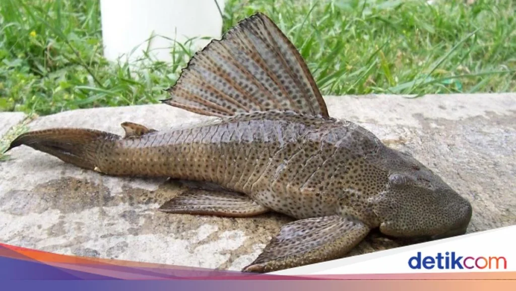 Ikan Sapu-Sapu: Dari Hama yang Diberangus Kini Dimanfaatkan dan Diterliti