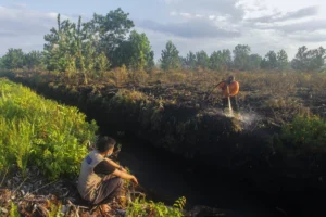 Lahan Gambut Mengering: Ancaman Karhutla di Kalsel Meningkat, BPBD Lakukan Pembasahan