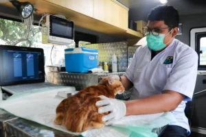 Mobil Klinik Hewan Keliling DKI Jakarta: Layanan Terbuka untuk Warga Luar Daerah dengan Tarif Terjangkau