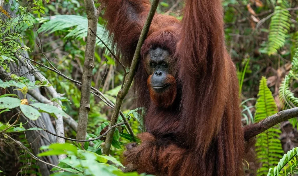 Pemerintah Siapkan 87 Ribu Hektare Lahan untuk Kawasan Preservasi Orangutan di Kalimantan Timur