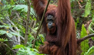 Pemerintah Siapkan 87 Ribu Hektare Lahan untuk Kawasan Preservasi Orangutan di Kalimantan Timur