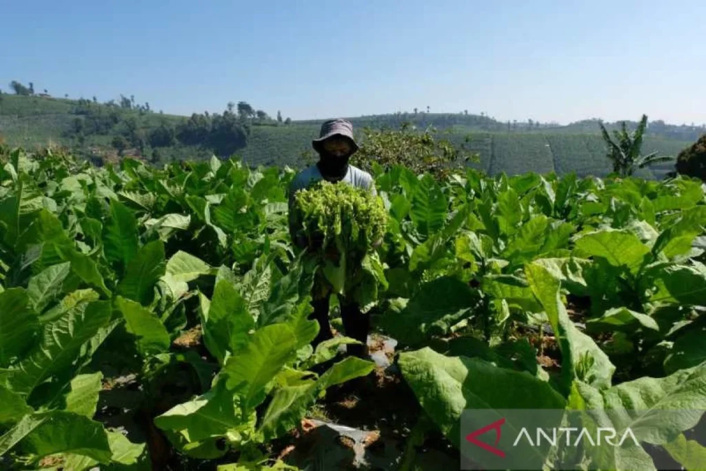 Petani Tembakau Temanggung Desak Pemerintah Lindungi Nasib Mereka dari Aturan Pembatasan Nikotin
