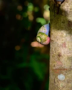 Siput Pohon Unik: Mampu 'Menghilangkan' Motif Cangkang Saat Hujan untuk Mengelabui Burung Pemangsa