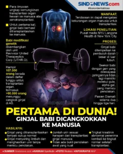 Xenotransplantasi Makin Nyata: Ginjal dan Paru-Paru Babi Rekayasa Genetika Berhasil Diuji pada Manusia