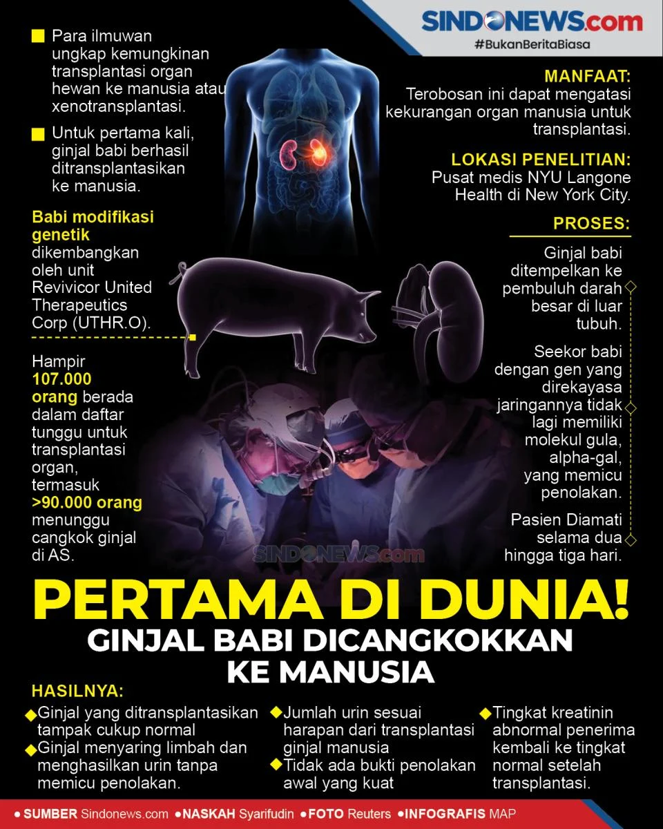 Xenotransplantasi Makin Nyata: Ginjal dan Paru-Paru Babi Rekayasa Genetika Berhasil Diuji pada Manusia