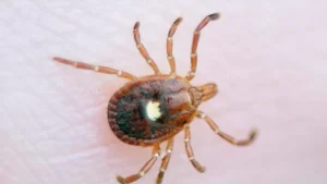 Virus Langka Tanpa Obat Muncul di New York, Picu Kekhawatiran Global